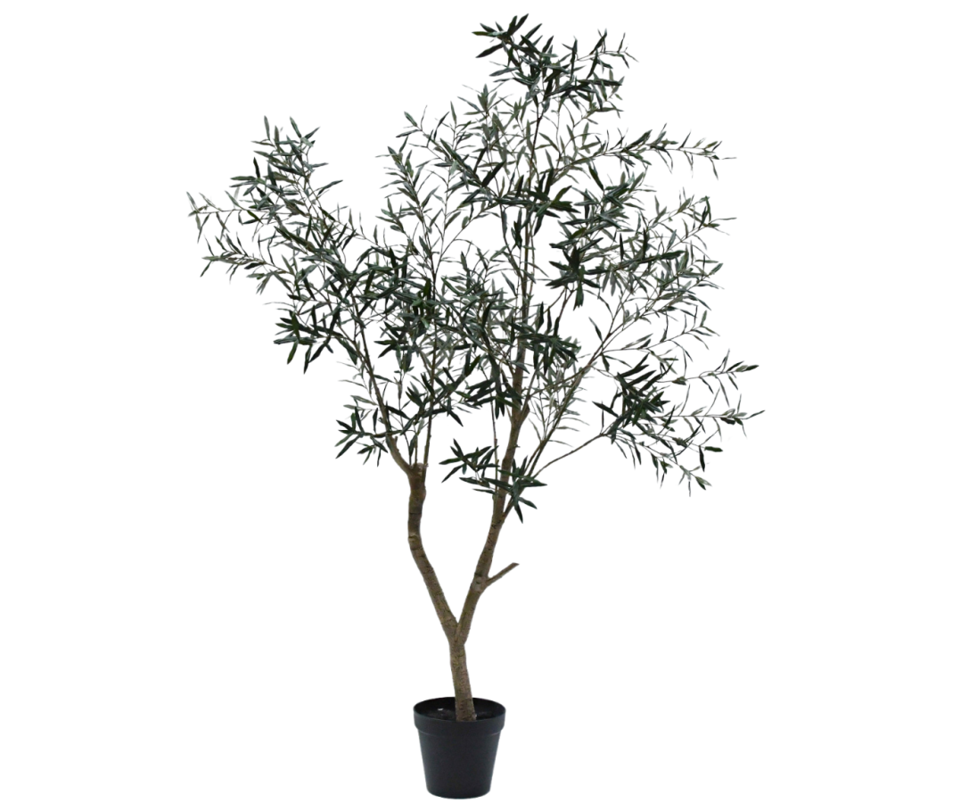 Olive Tree Green