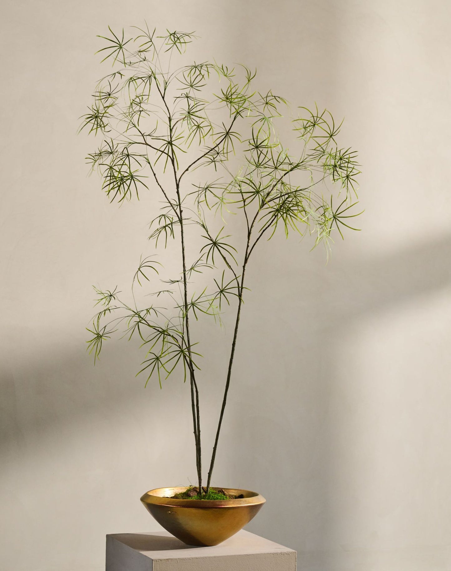 Schefflera I/Pot Green