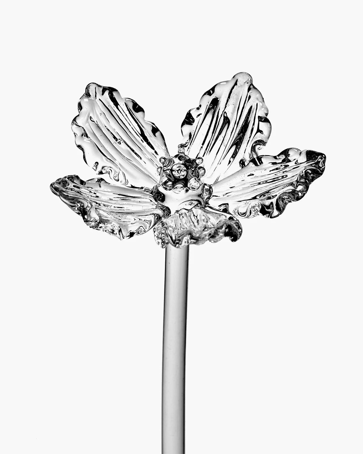 Flower Poppy 02 Transparent
