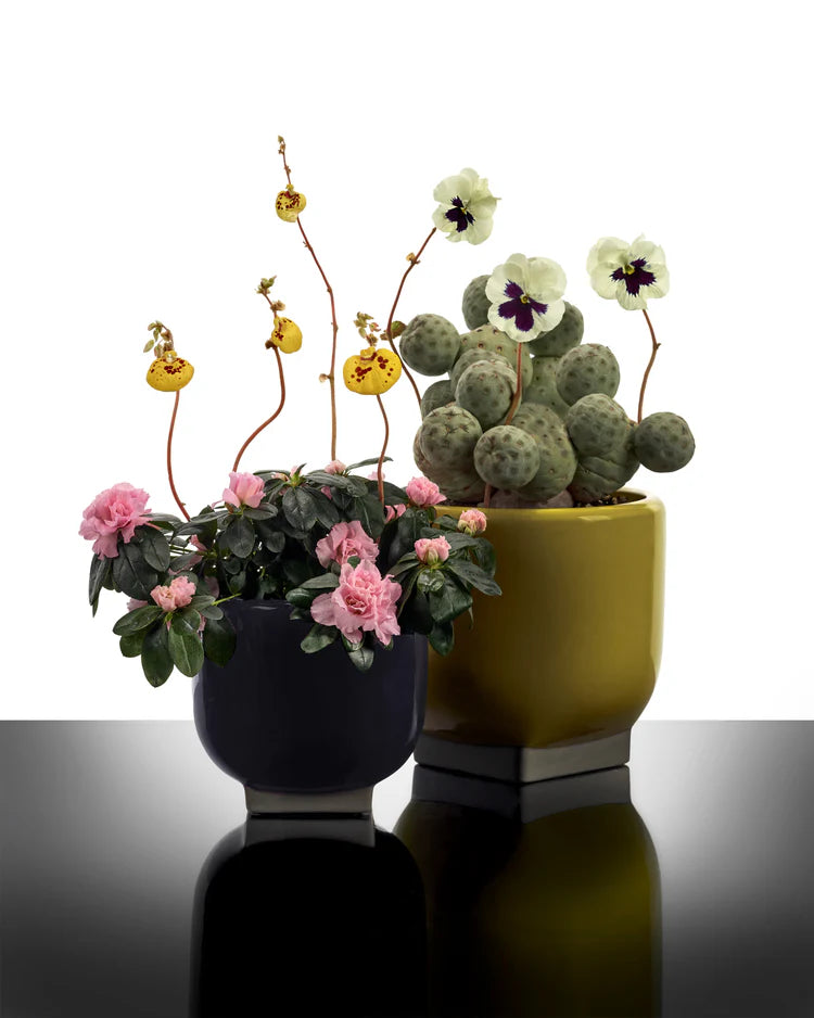 Flower Pot 03 Purple/Grey