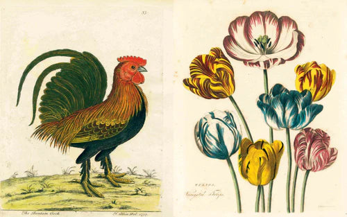John Derian - The Picture Book Collection