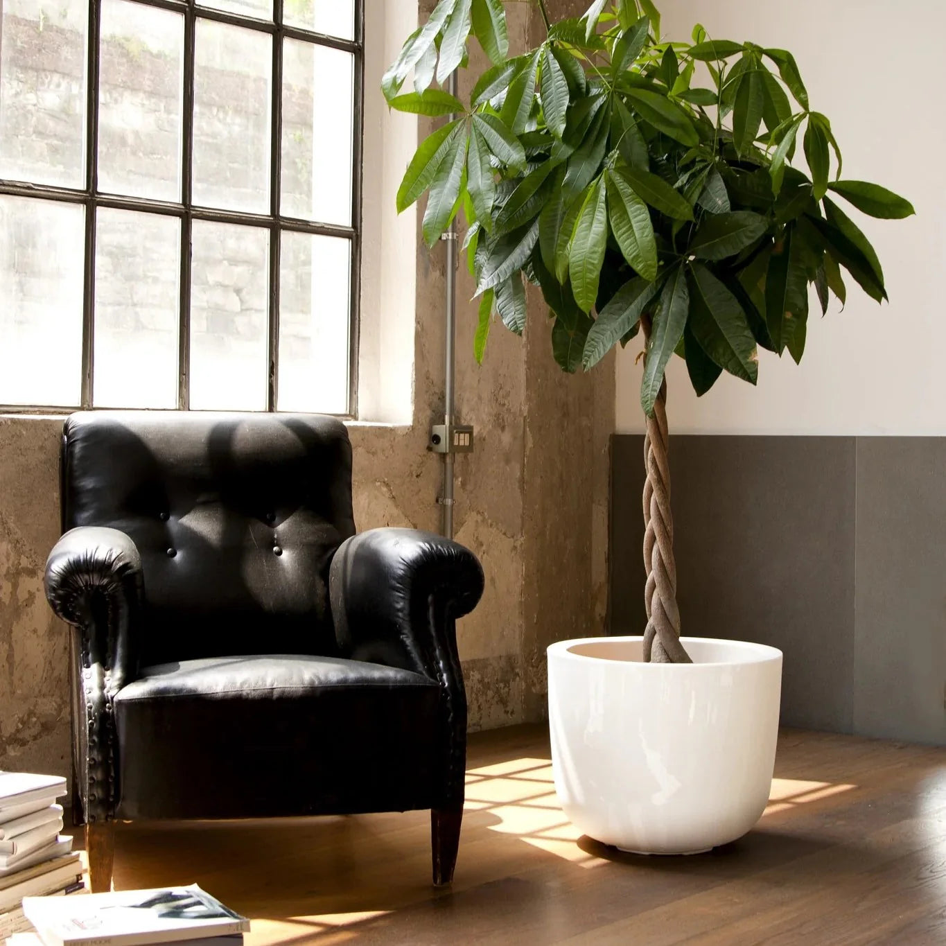 cup big planter