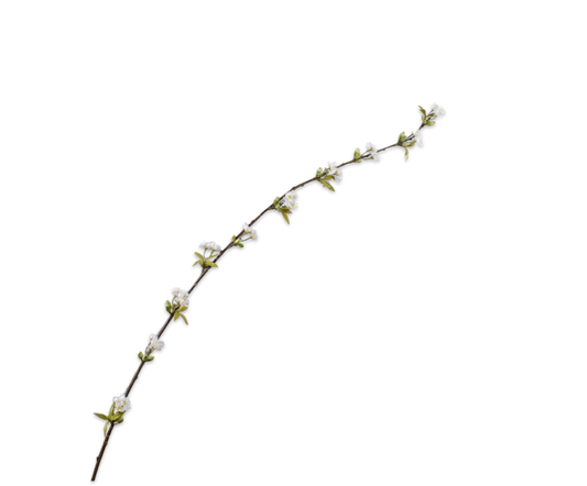 Blossom Spray Cream