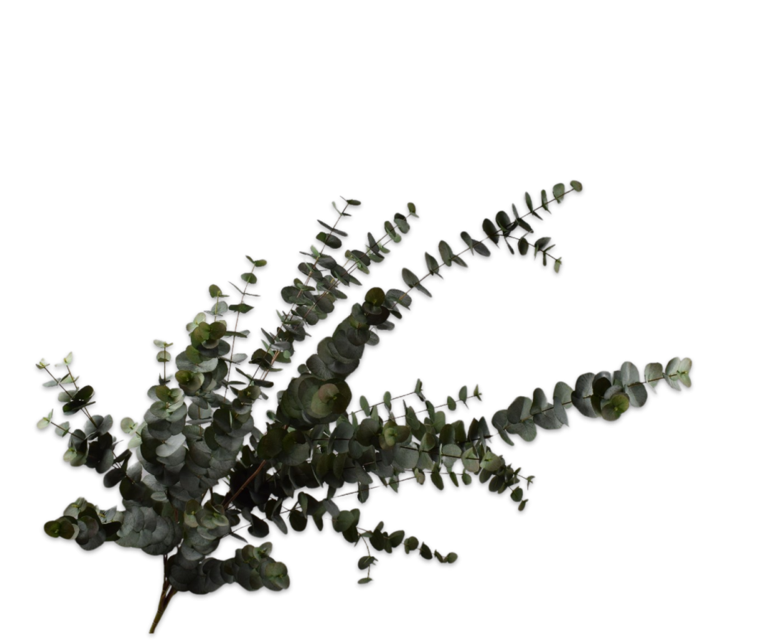 Eucalyptus Spray Grn/Gry
