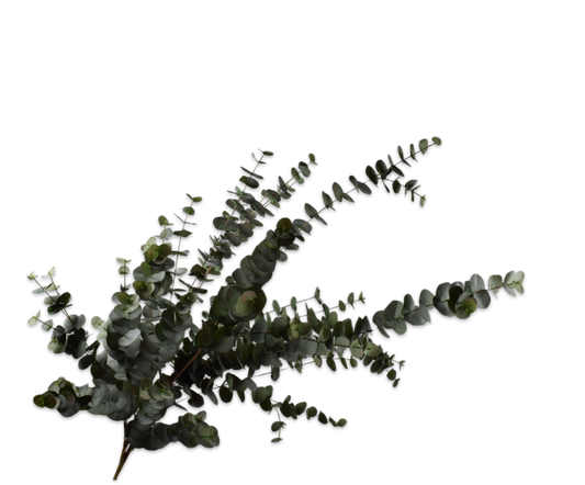 Eucalyptus Spray Grn/Gry