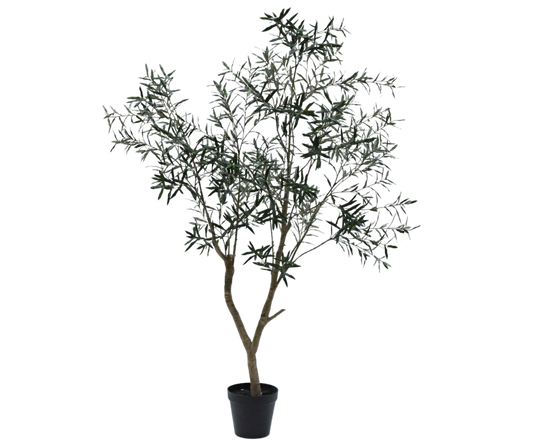 Olive Tree Green