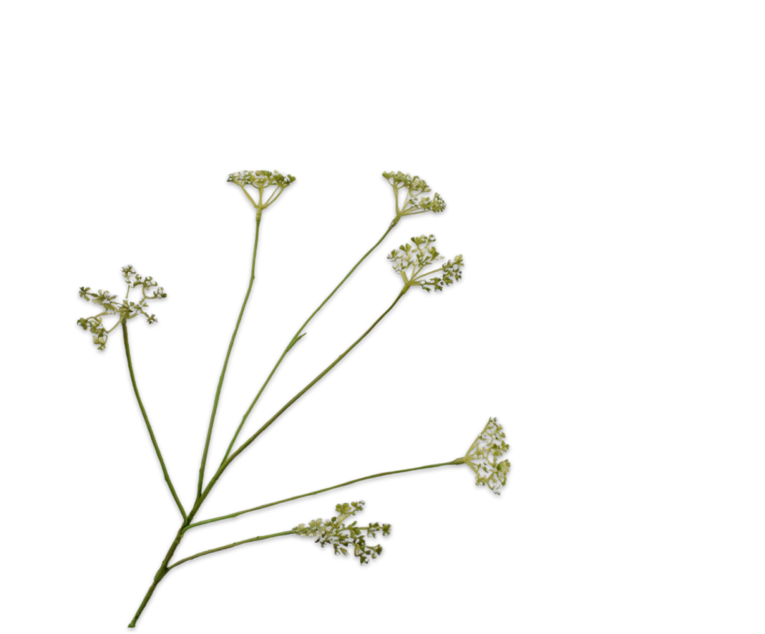 Queen An Lace Spray Green