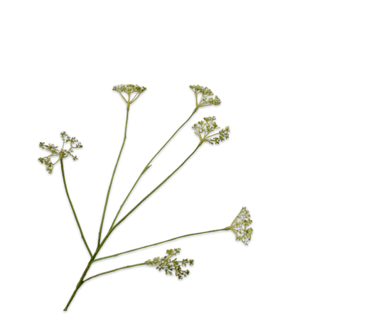 Queen An Lace Spray Green