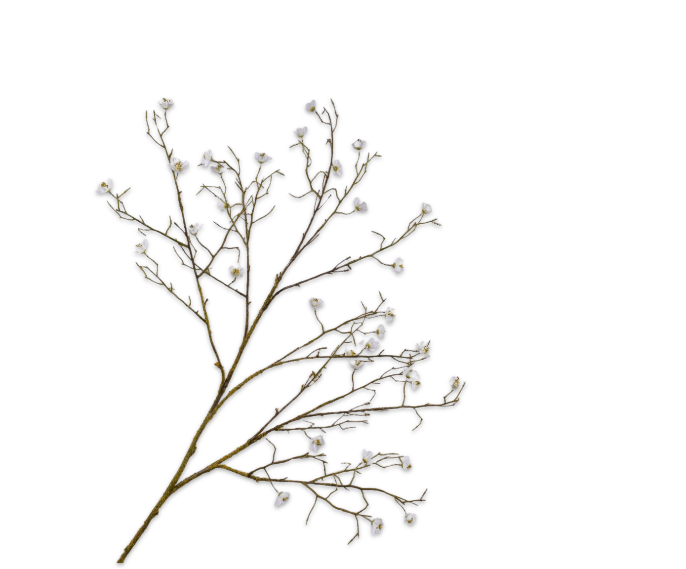 Blossom Spray White