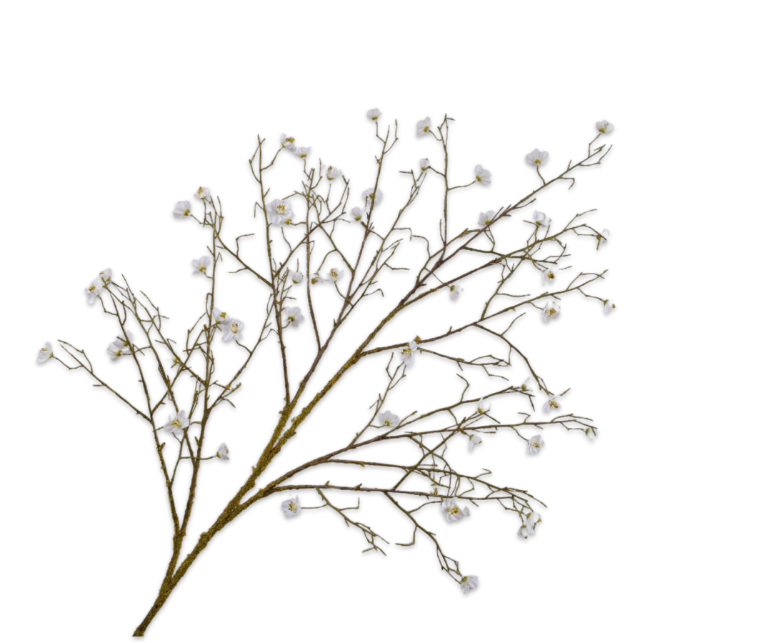 Blossom Spray White