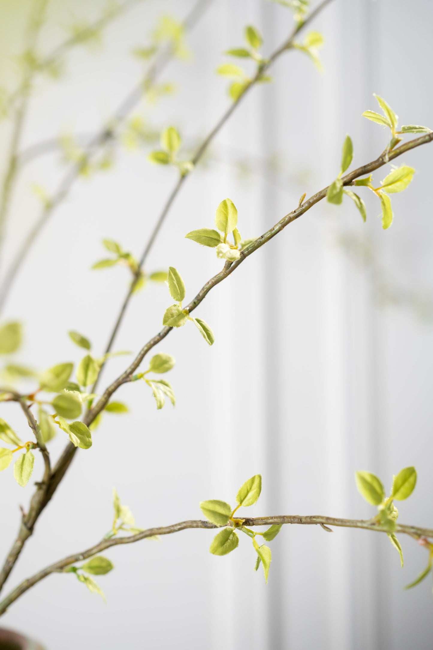 Amelanchier Spray Green