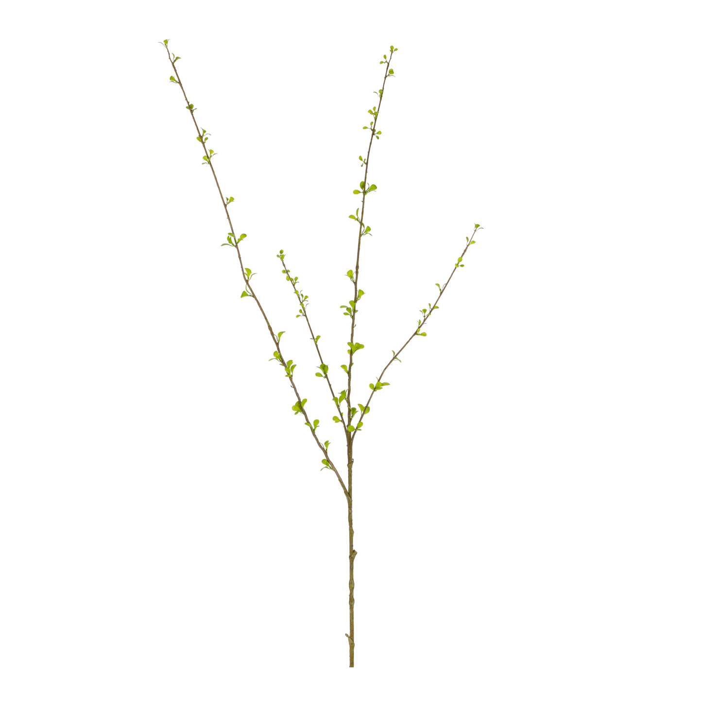 Amelanchier Spray Green