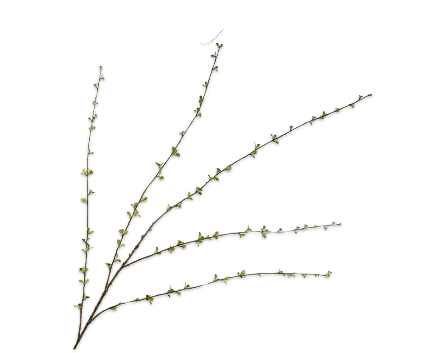 Amelanchier Spray Green