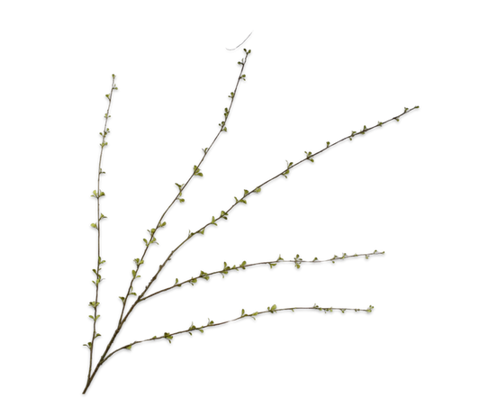 Amelanchier Spray Green