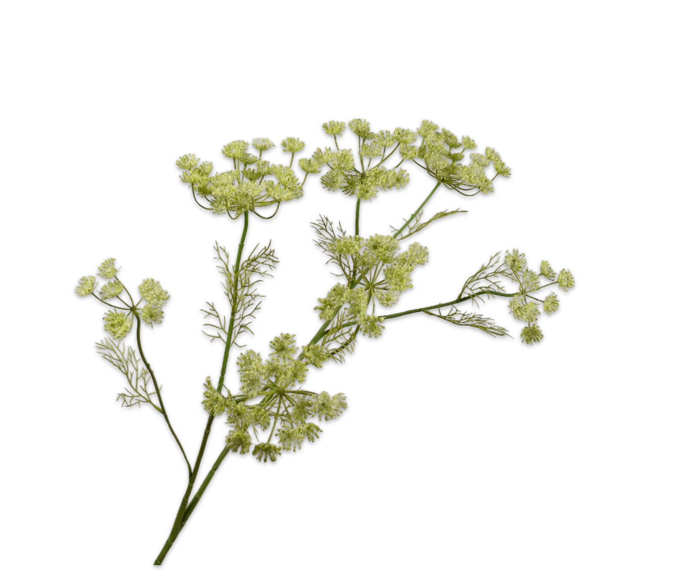 Queen An Lace Spray Green