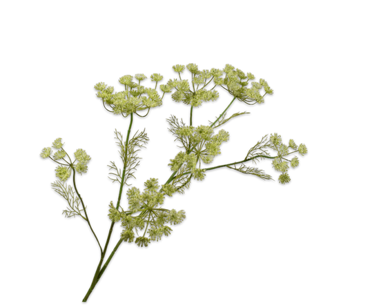Queen An Lace Spray Green
