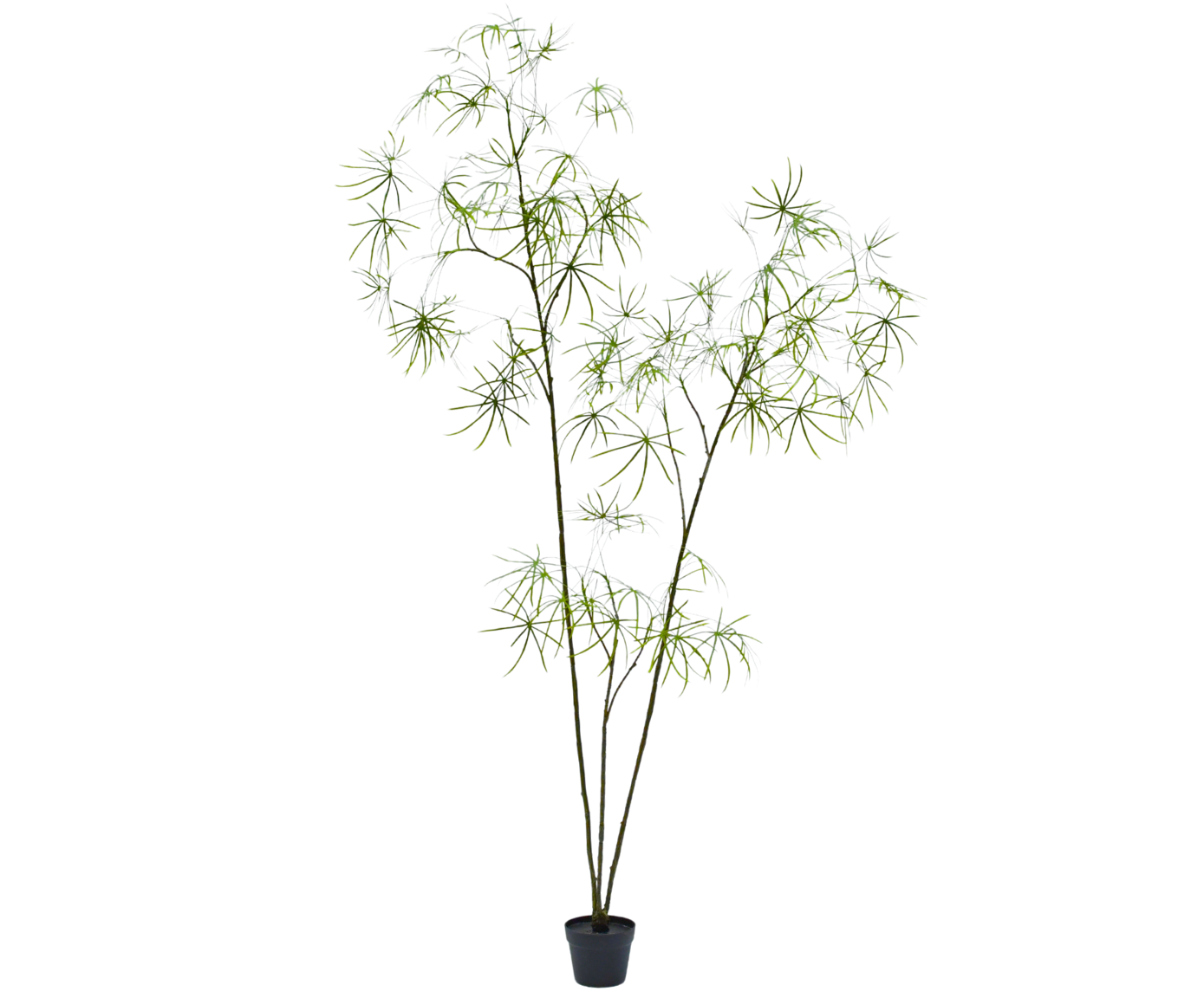 Schefflera I/Pot Green