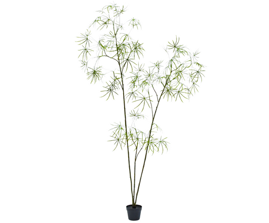 Schefflera I/Pot Green