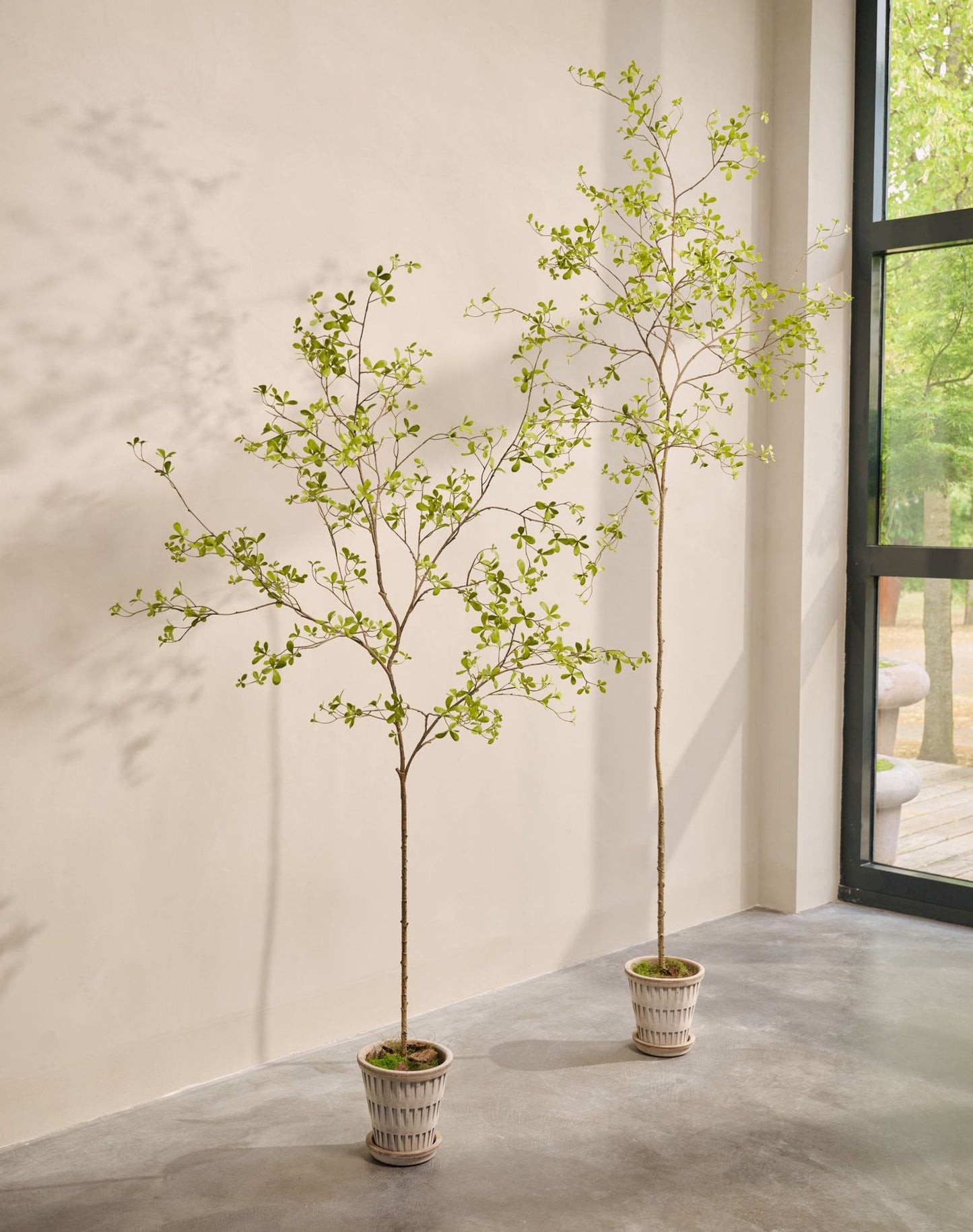 Bucida I/Pot Green