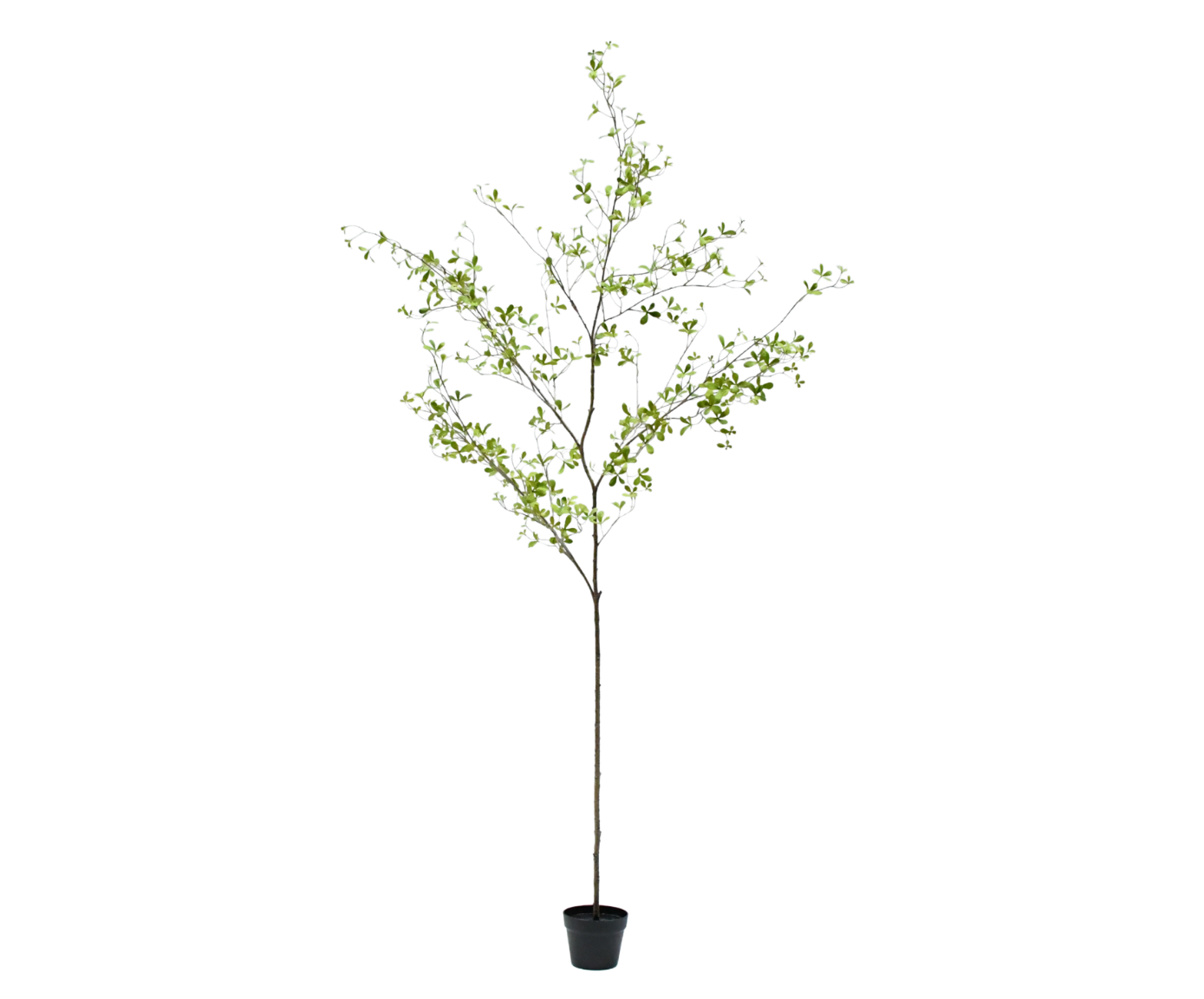 Bucida I/Pot Green