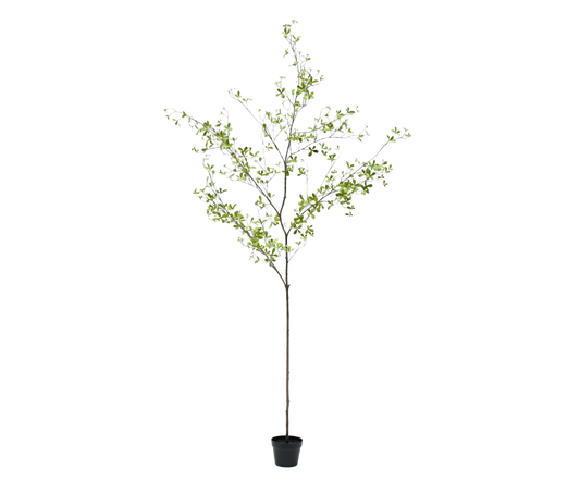Bucida I/Pot Green