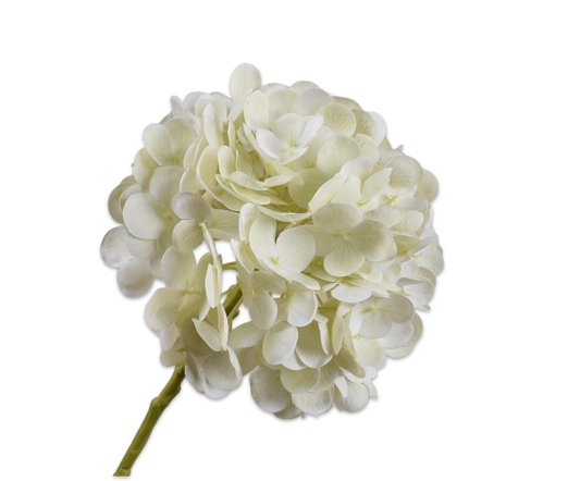 Hydrangea Stem White Rt