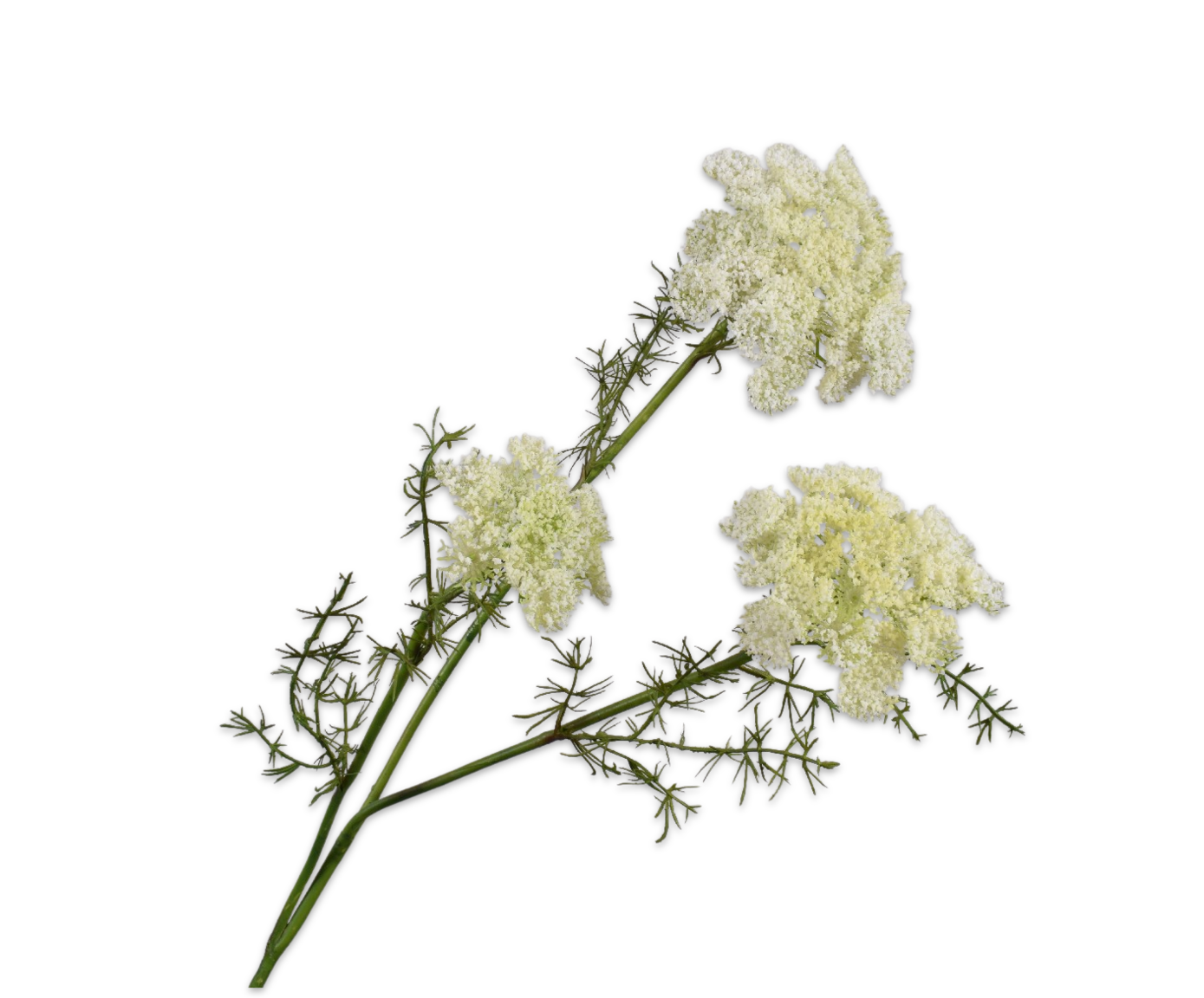 Queen An Lace Spray White