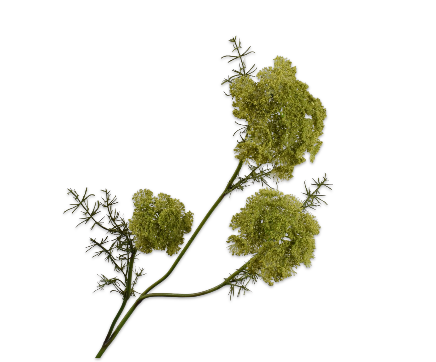 Queen An Lace Spray Green