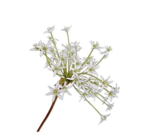 Allium Stem White
