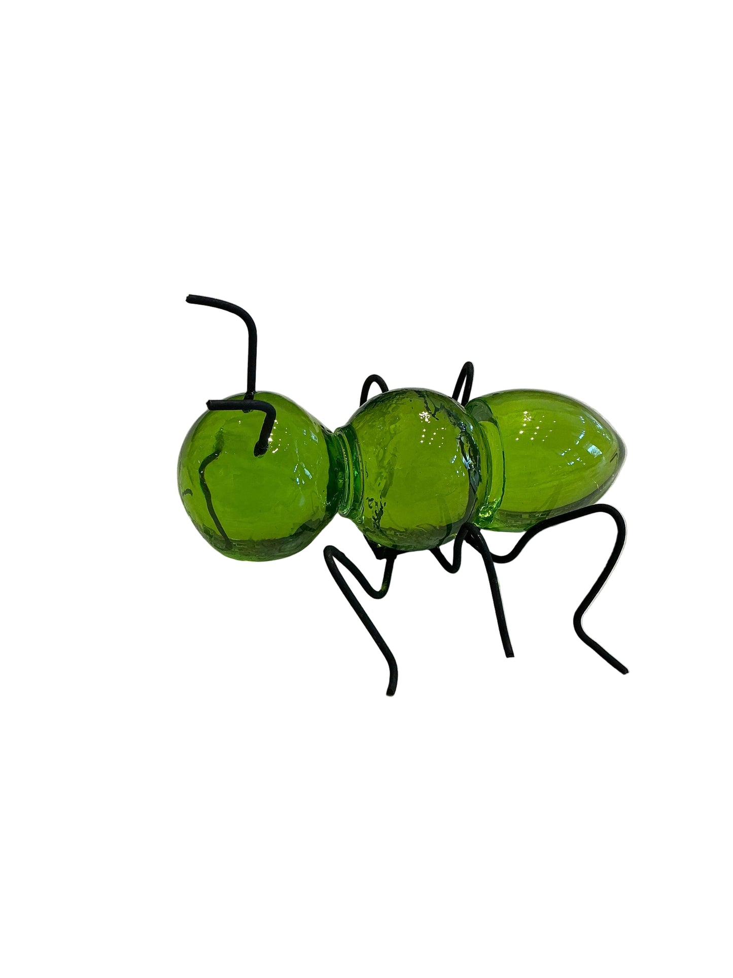 Ant