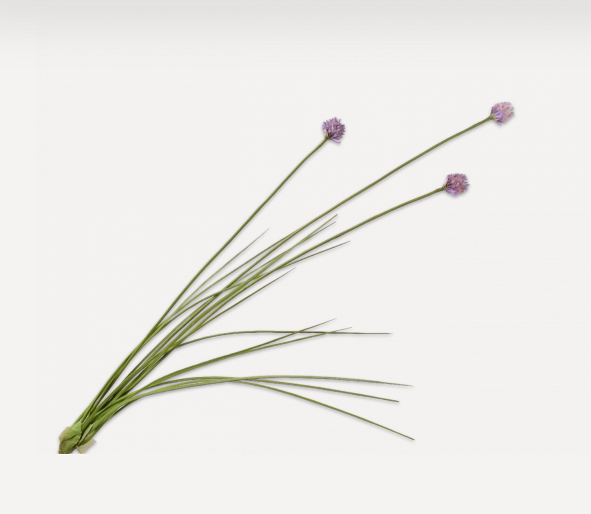 ALLIUM STEM LAV LT 95 cm