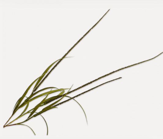 GRASS SPRAY  135 cm